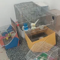 عروس هلندی|پرنده|نورآباد, |دیوار