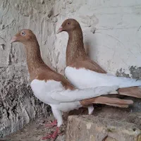 کبوتر یهودی