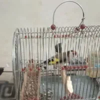 سهره دورگه نر وحش ورام بدون قفس۱۸۰۰