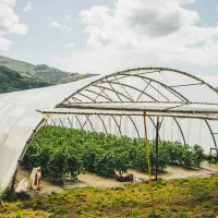 فروش سازه گلخانه