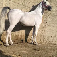 نریون|اسب و تجهیزات اسب‌سواری|رفسنجان, |دیوار