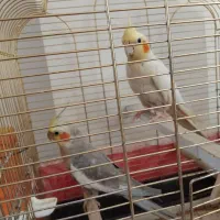 عروس هلندی یک جفت