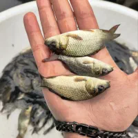 صادراتی در تمامی سایزها