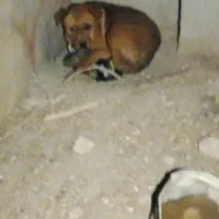 واگذاری سگ پیتبول