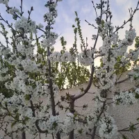 باغچه-600-متری-فرخ-اباد