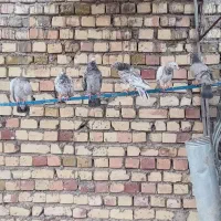 کبوتر|پرنده|محمدیه-قزوین, |دیوار