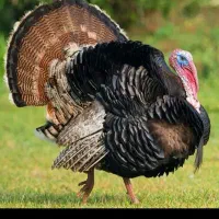 فروش بوقلمون