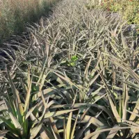 فروش گل گیاه|خدمات باغبانی و درختکاری|آبیک, |دیوار