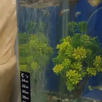 واگذاری گربه ماهی چوبی (فقط همین امشب)