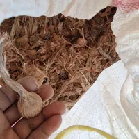 پیاز زعفران (سوپر لوکس)