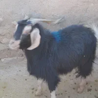 بزغاله گوسفند|حیوانات مزرعه|آشتیان, |دیوار