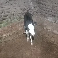 گاو گوساله|حیوانات مزرعه|دهگلان, |دیوار