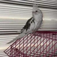 عروس هلندی
