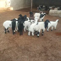 گوسفند داشتی جوان