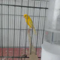 قناری رسمی بلند|پرنده|فولادشهر, مسکن مهر فولادشهر|دیوار