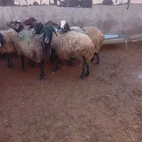 گوسفند میش بره دار