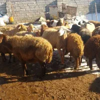همه رقم دام زنده برای قربانی|حیوانات مزرعه|اردبیل, |دیوار