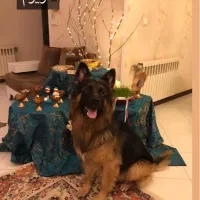 مربی سگ آموزش سگ تربیت سگ تضمینی پانسیون سگ نگهبان|خدمات آموزشی|تهران, ونک|دیوار