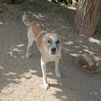 سگ نر گله گی