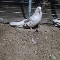 کبوتر پشت دار|پرنده|جیرفت, |دیوار