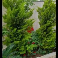 خدمات باغبانی باغچه کاری تعویض خاک گلدون گل وگیا|خدمات باغبانی و درختکاری|پردیس, فاز ۱۱|دیوار