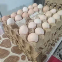 تخم مرغ خانگی