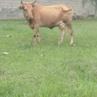 گاو با گوساله