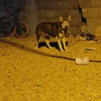 ۲عدد سگ ماده.|سگ|چیتاب, |دیوار