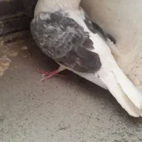 کبوتر ماده دوکت  معاوضه