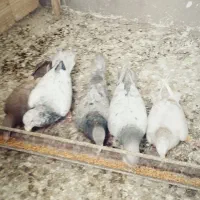 پرشی|حیوانات|خرمدشت, |دیوار