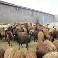 مشاوره دامداری