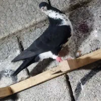 کبوتر فری|پرنده|برازجان, |دیوار