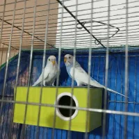 جفت مرغ عشق