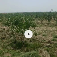 2ساعت آب و باغ پسته