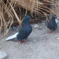 یک جفت اشعل نر وماده ۱۴پر دمب