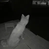 یک عدد سگ پاکوتاه