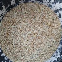 گندم و جو فروشی