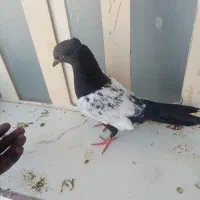 کبوتر پرنده سینه ای و کله ای