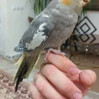 عروس هلندی|پرنده|تهران, هفده شهریور|دیوار