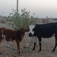 فروش دو راس گاو|حیوانات مزرعه|توکهور, |دیوار