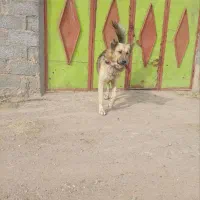 سگ نر|سگ|اهر, |دیوار