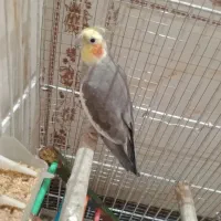 عروس هلندی بالغ