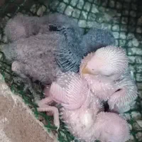 کوتوله برزیلی سرلاکی