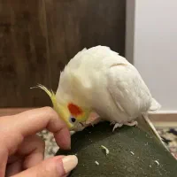 عروس هلندی همه چیز تموم|پرنده|خرمدره, |دیوار