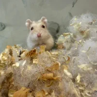 همستر مینیاتوری|موش و خرگوش|ارومیه, |دیوار