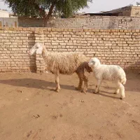 گوسفند مطفل|حیوانات مزرعه|حمیدیه, |دیوار