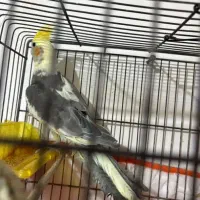 عروس هلندی ابلغ نر و ماده|پرنده|سبزوار, فرهنگیان|دیوار