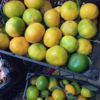 برنج طارم،آب نارنج،رب انار،رب کندس،نارنگی|حراج|ری, ولی آباد|دیوار