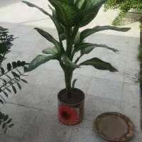 دیفن باخیا