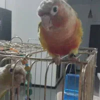 طوطی گرینچیک|پرنده|احمدآبادمستوفی, |دیوار